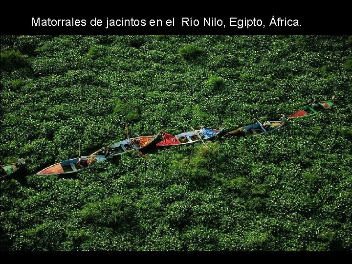Matorrales de jacintos en el Río Nilo, Egipto, África. Matorrales de jacintos en el Río Nilo, Egipto, África.