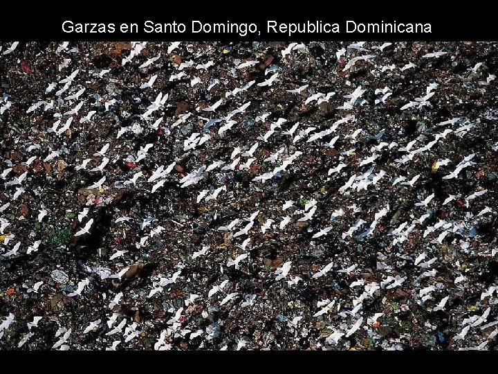 Garzas en Santo Domingo, Republica Dominicana Garzas en Santo Domingo, Republica Dominicana
