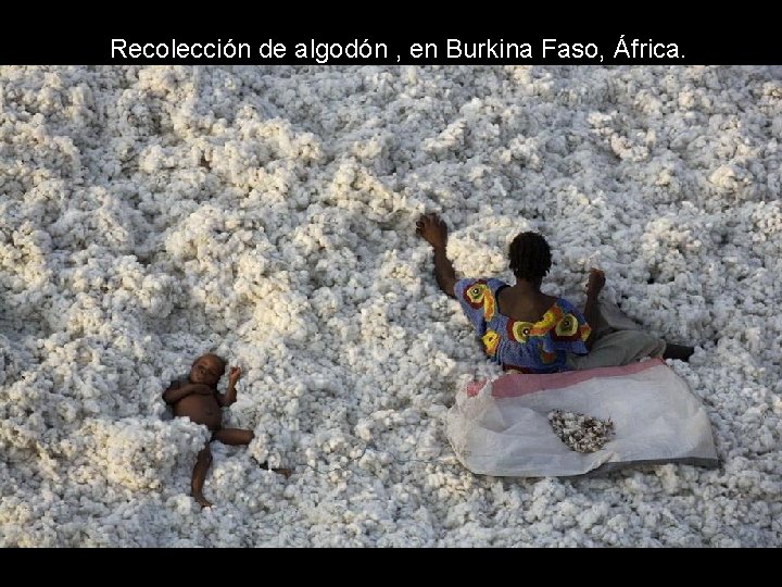 Recolección de algodón , en Burkina Faso, África. Recolección de algodón , en Burkina Faso, África.
