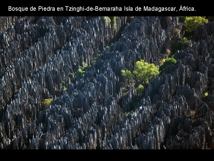 Bosque de Piedra en Tzinghi-de-Bemaraha Isla de Madagascar, África. Bosque de Piedra en Tzinghi-de-Bemaraha Isla de Madagascar, África.
