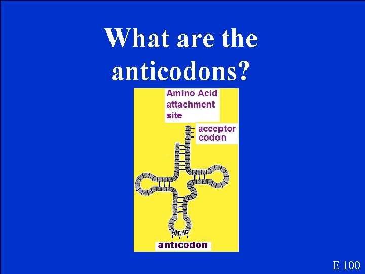 What are the anticodons? E 100 