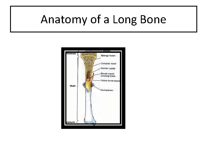 Anatomy of a Long Bone 