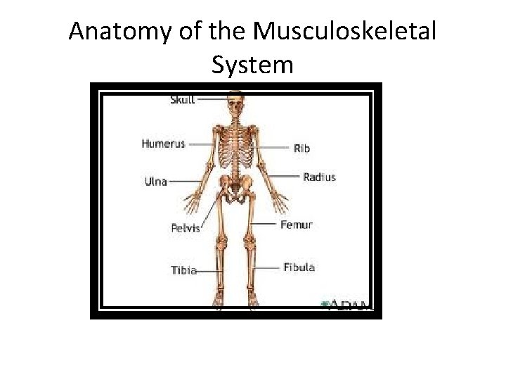 Anatomy of the Musculoskeletal System 