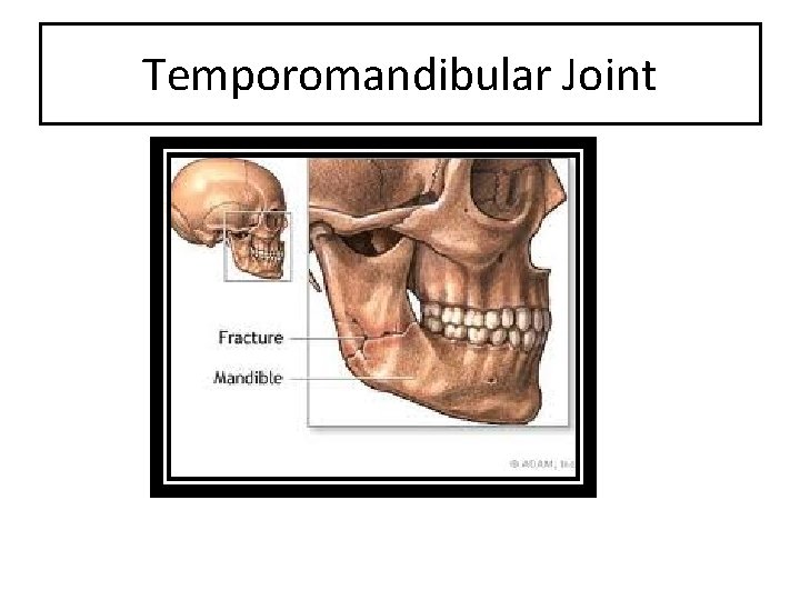 Temporomandibular Joint 