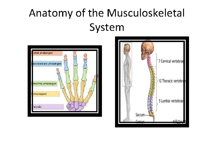 Anatomy of the Musculoskeletal System 