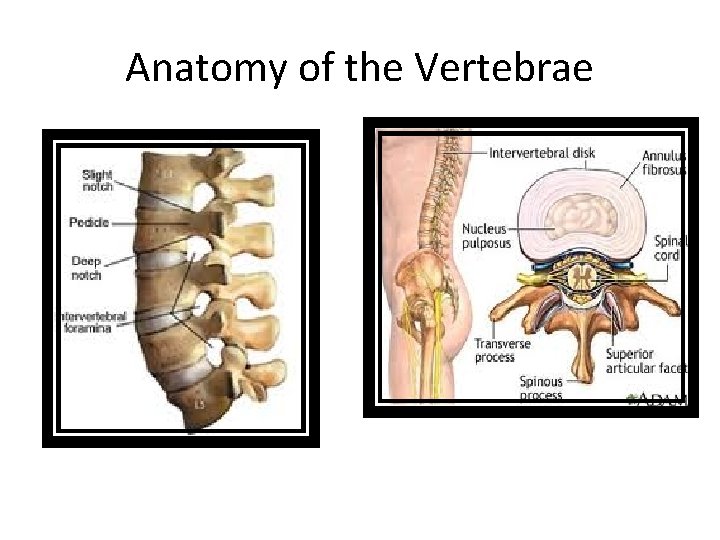 Anatomy of the Vertebrae 