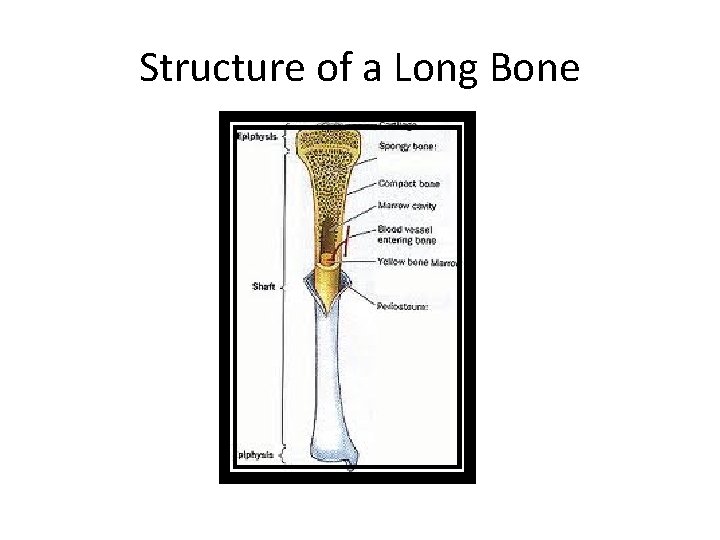 Structure of a Long Bone 