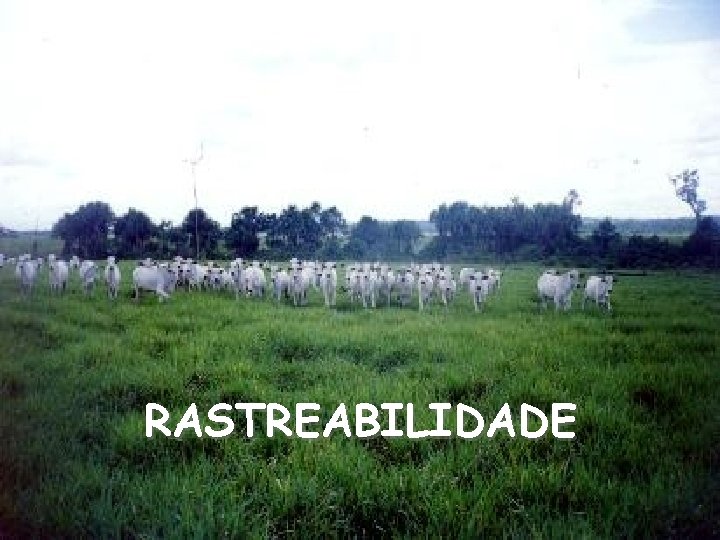 RASTREABILIDADE 