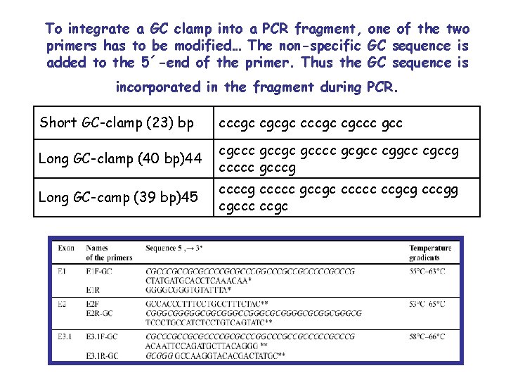 To integrate a GC clamp into a PCR fragment, one of the two primers