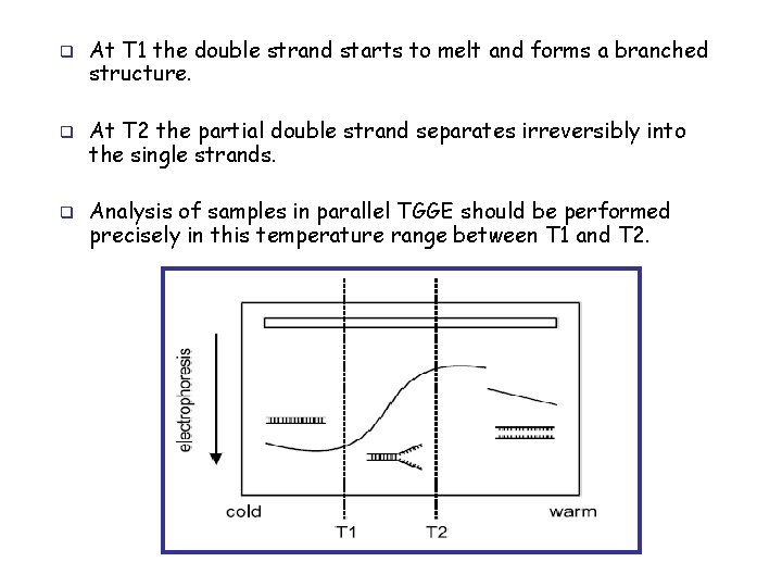 q q q At T 1 the double strand starts to melt and forms