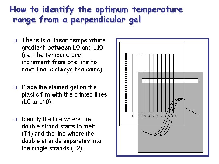 How to identify the optimum temperature range from a perpendicular gel q There is