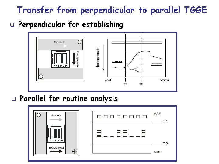 Transfer from perpendicular to parallel TGGE q q Perpendicular for establishing Parallel for routine
