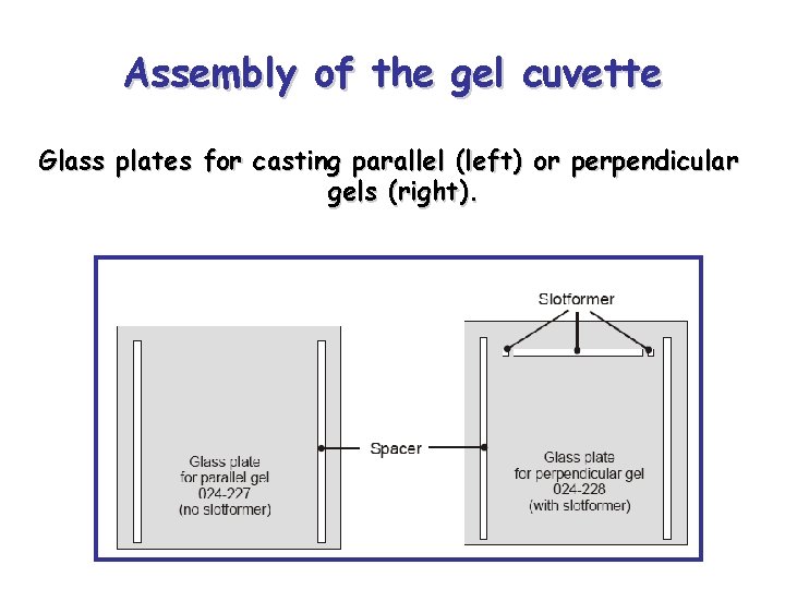Assembly of the gel cuvette Glass plates for casting parallel (left) or perpendicular gels