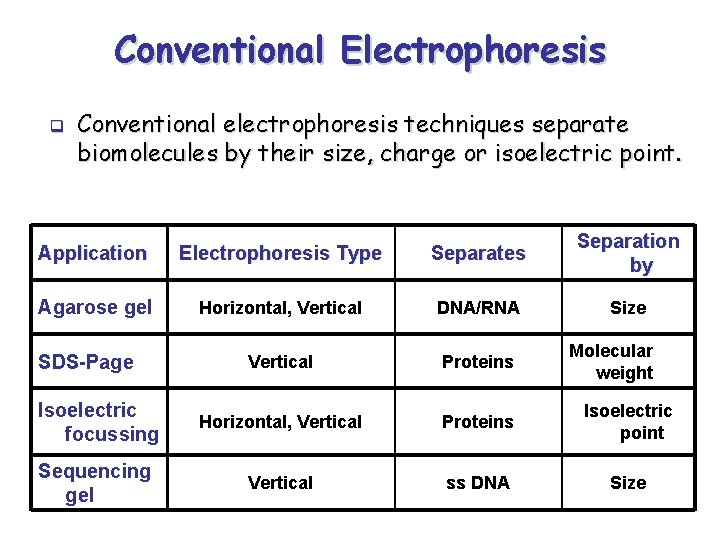 Conventional Electrophoresis q Conventional electrophoresis techniques separate biomolecules by their size, charge or isoelectric