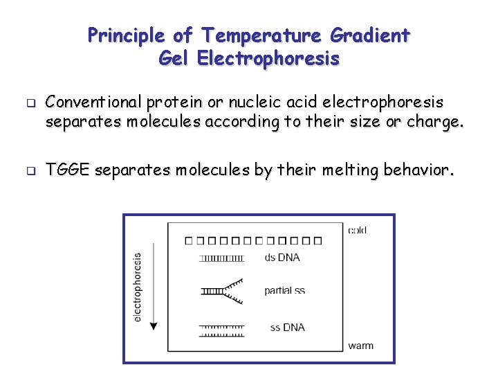 Mutation Analysis using Temperature Gradient Gel Electrophoresis Overview