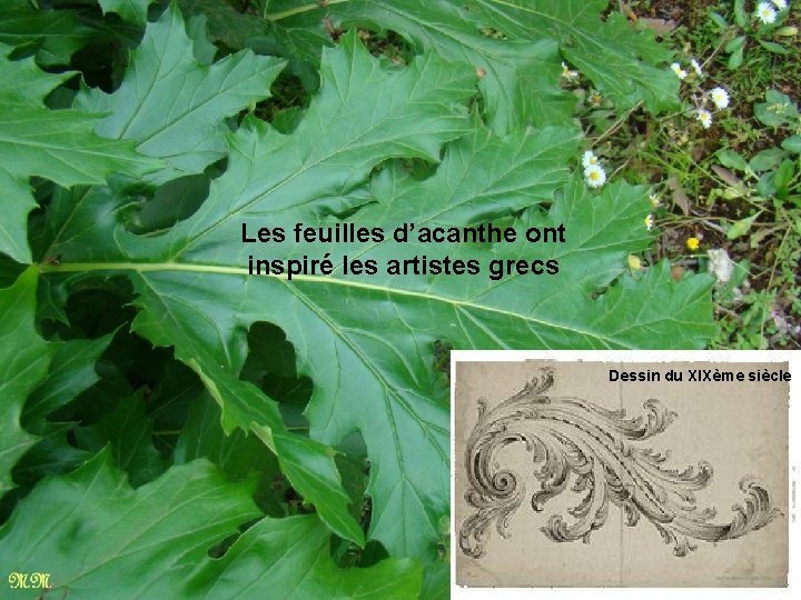 Les feuilles d’acanthe ont inspiré les artistes grecs Dessin du XIXème siècle 