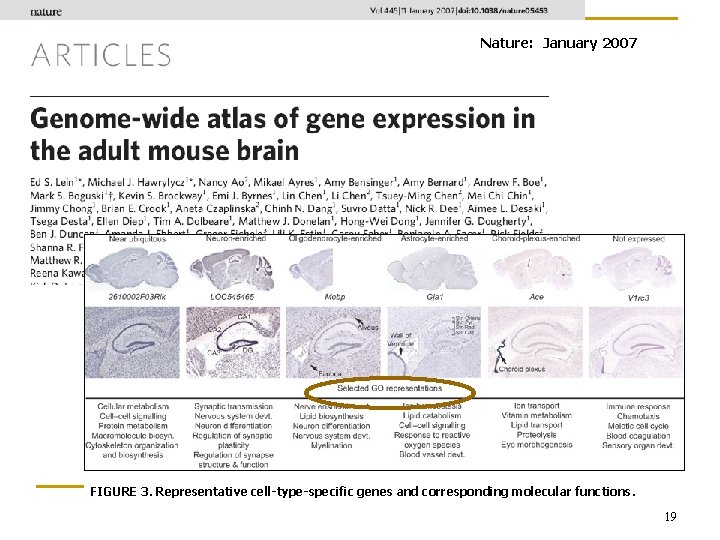 GO is wildly successful Nature: January 2007 FIGURE 3. Representative cell-type-specific genes and corresponding