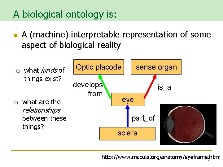 A biological ontology is: n q q A (machine) interpretable representation of some aspect