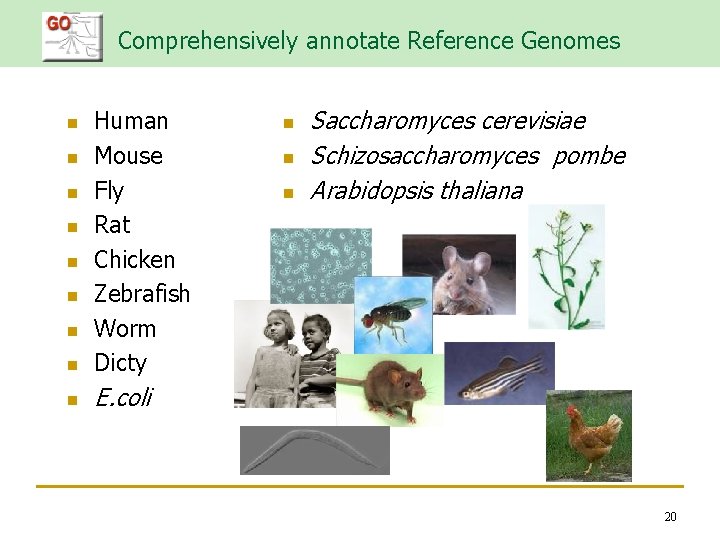 Comprehensively annotate Reference Genomes n Human Mouse Fly Rat Chicken Zebrafish Worm Dicty n