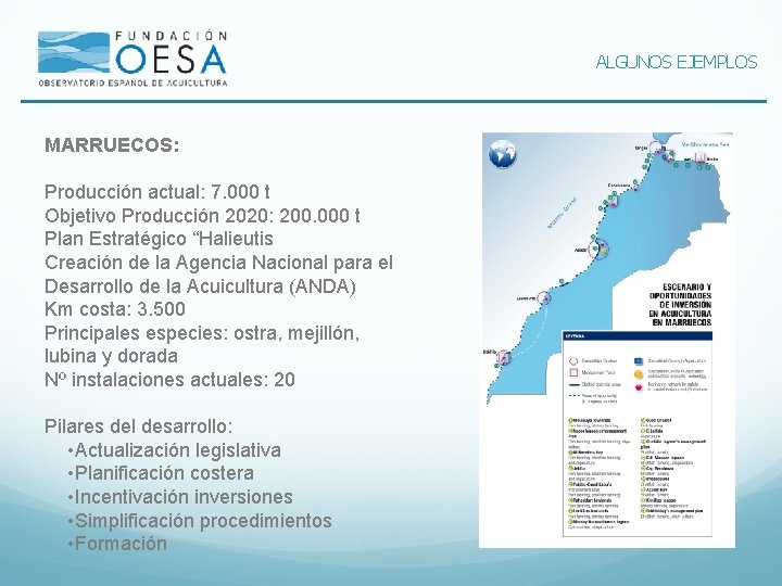 ALGUNOS EJEMPLOS MARRUECOS: Producción actual: 7. 000 t Objetivo Producción 2020: 200. 000 t