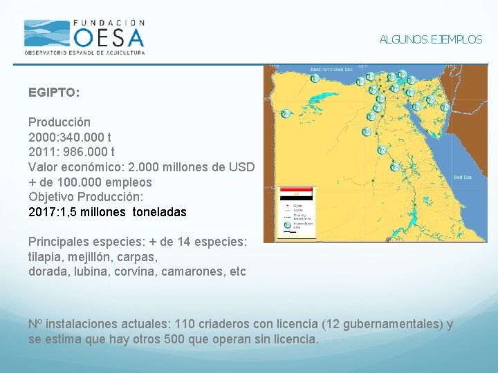 ALGUNOS EJEMPLOS EGIPTO: Producción 2000: 340. 000 t 2011: 986. 000 t Valor económico: