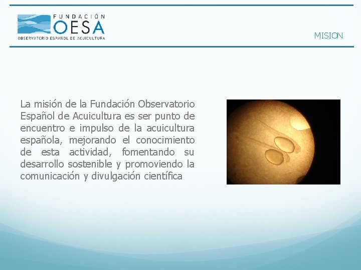 MISION La misión de la Fundación Observatorio Español de Acuicultura es ser punto de