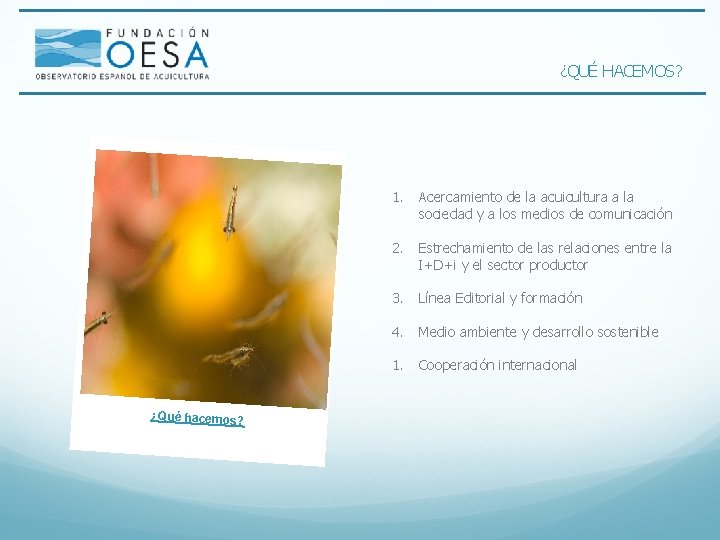 ¿QUÉ HACEMOS? ¿Qué hacemos? 1. Acercamiento de la acuicultura a la sociedad y a