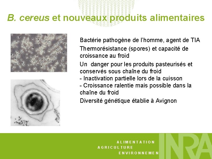 B. cereus et nouveaux produits alimentaires Bactérie pathogène de l’homme, agent de TIA Thermorésistance