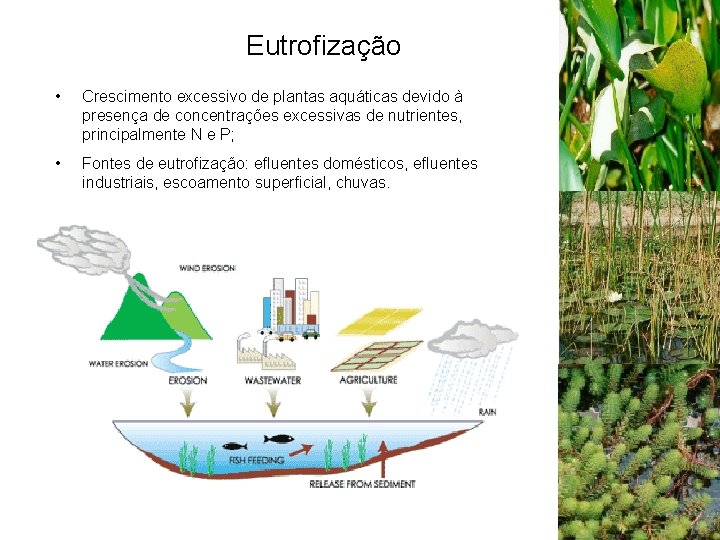 Eutrofização • Crescimento excessivo de plantas aquáticas devido à presença de concentrações excessivas de