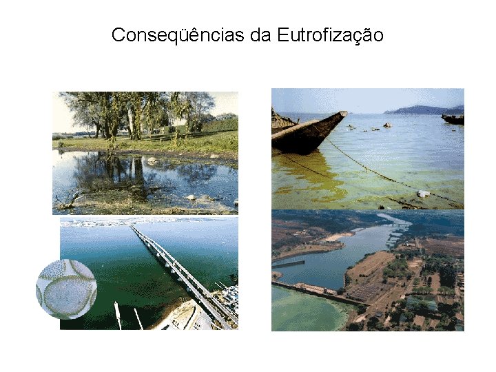 Conseqüências da Eutrofização 