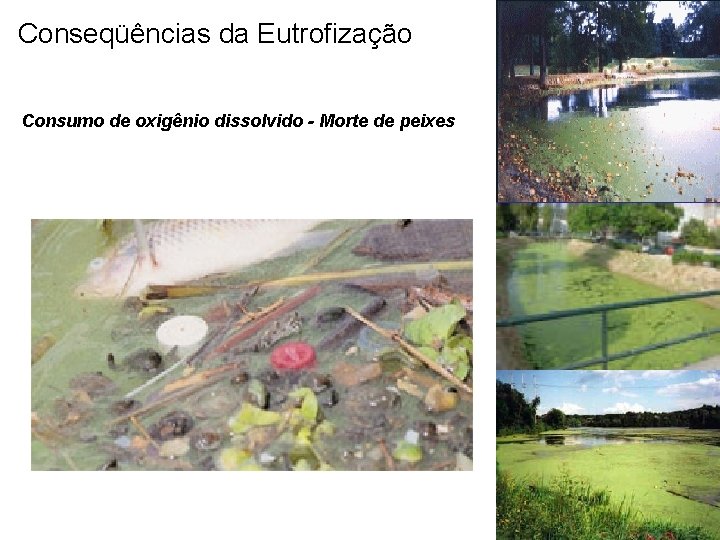 Conseqüências da Eutrofização Consumo de oxigênio dissolvido - Morte de peixes 