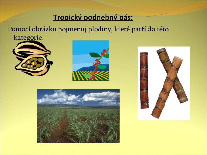 Tropický podnebný pás: Pomocí obrázku pojmenuj plodiny, které patří do této kategorie: 