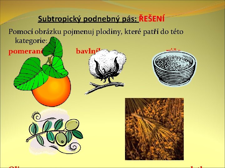 Subtropický podnebný pás: ŘEŠENÍ Pomocí obrázku pojmenuj plodiny, které patří do této kategorie: pomeranč