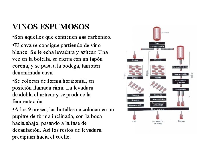 VINOS ESPUMOSOS • Son aquellos que contienen gas carbónico. • El cava se consigue