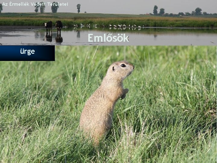 Az Érmellék Védett Területei Emlősök ürge http: //www. eke. ro 