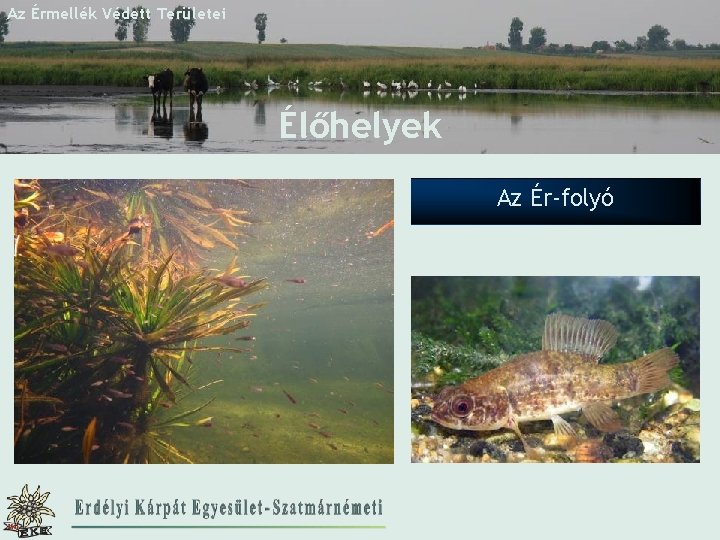 Az Érmellék Védett Területei Élőhelyek Az Ér-folyó http: //www. eke. ro 