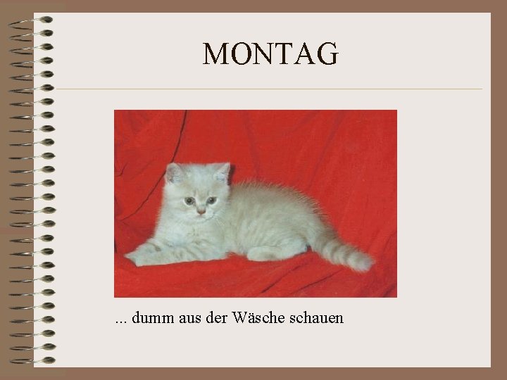 MONTAG . . . dumm aus der Wäsche schauen MONTAG . . . dumm aus der Wäsche schauen