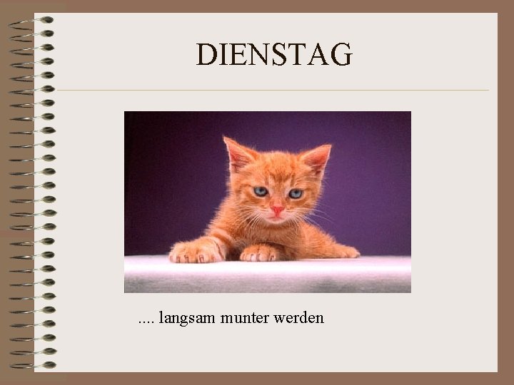 DIENSTAG . . langsam munter werden DIENSTAG . . langsam munter werden