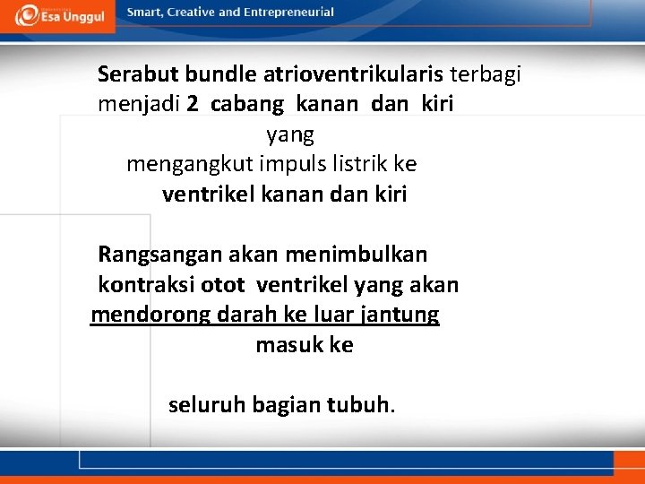 Serabut bundle atrioventrikularis terbagi menjadi 2 cabang kanan dan kiri yang mengangkut impuls listrik