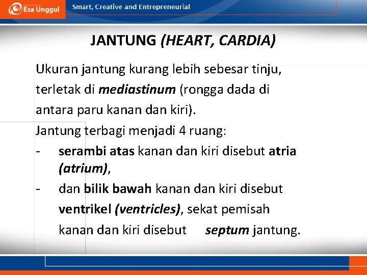 JANTUNG (HEART, CARDIA) Ukuran jantung kurang lebih sebesar tinju, terletak di mediastinum (rongga dada