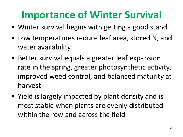 Importance of Winter Survival • Winter survival begins with getting a good stand •