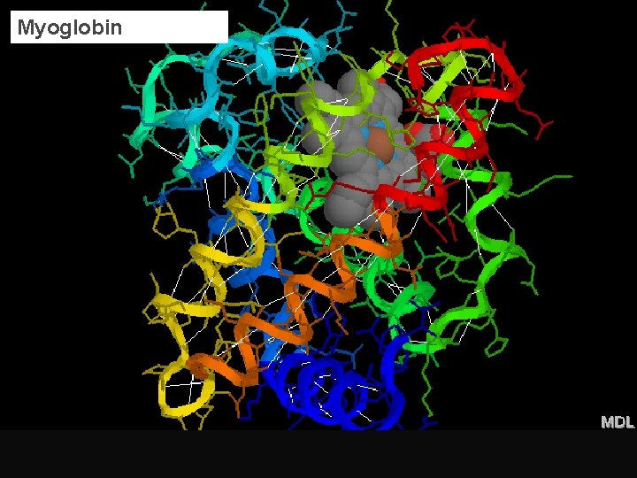 Myoglobin 