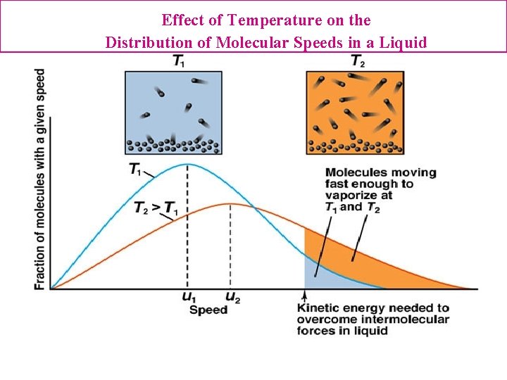 Effect of Temperature on the Distribution of Molecular Speeds in a Liquid 