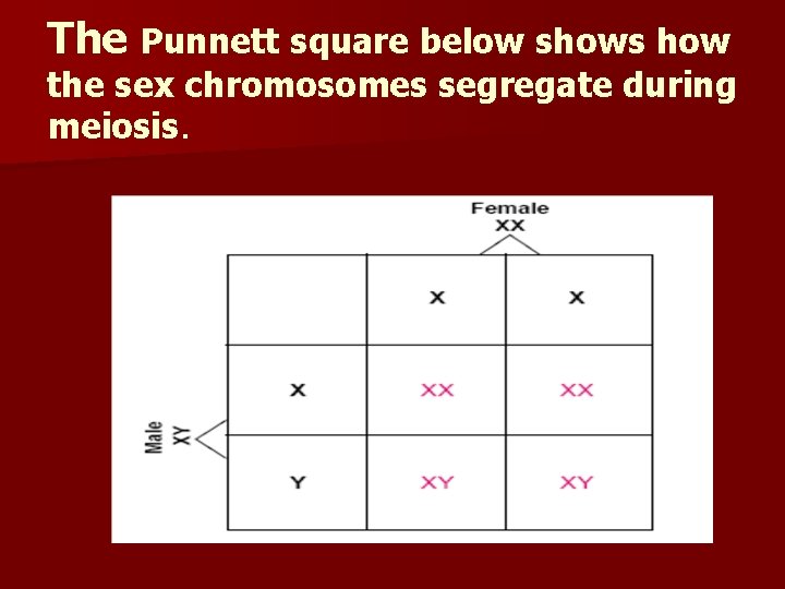 The Punnett square below shows how the sex chromosomes segregate during meiosis. 