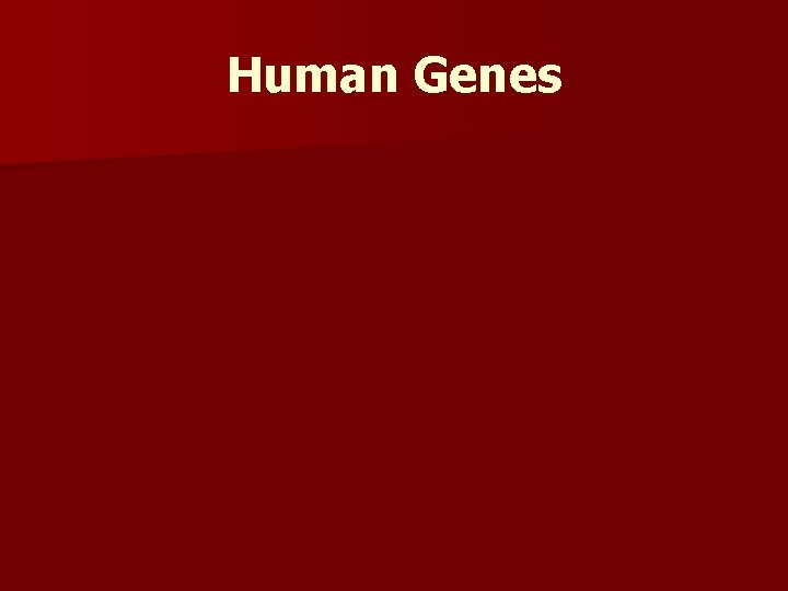 Human Genes 