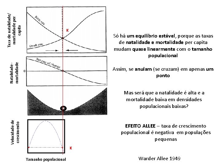 Taxa de natalidade/ mortalidade per capita K Natalidade mortalidade Só há um equilíbrio estável,