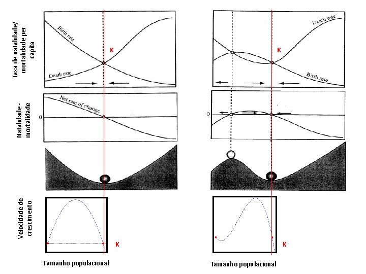 Velocidade de crescimento Natalidade mortalidade Taxa de natalidade/ mortalidade per capita K Tamanho populacional