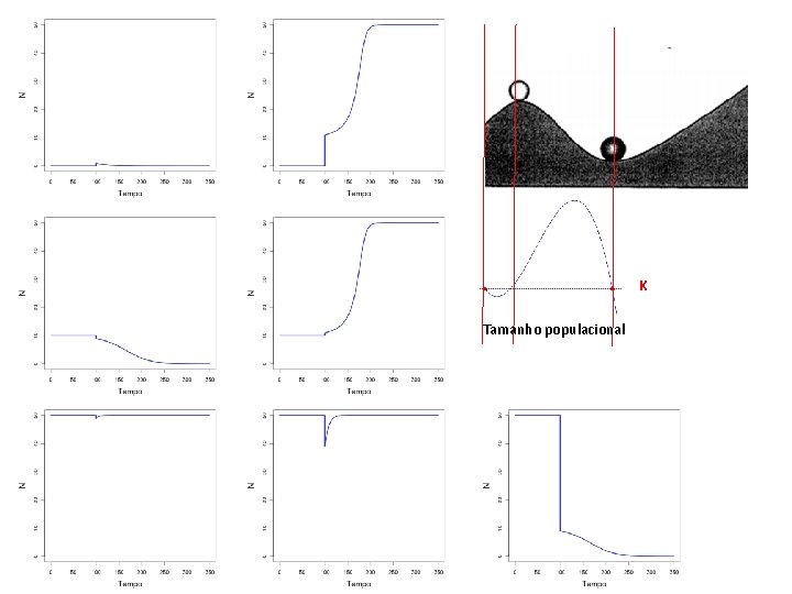 K Tamanho populacional 