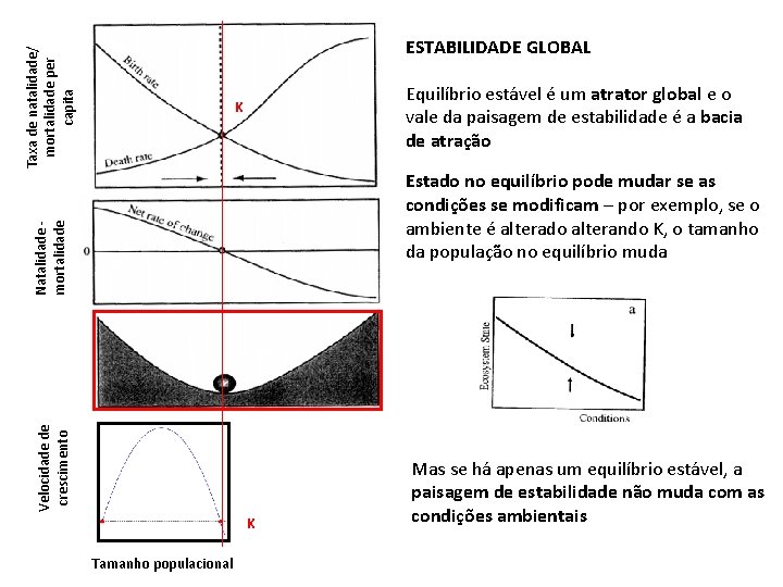 Taxa de natalidade/ mortalidade per capita ESTABILIDADE GLOBAL Equilíbrio estável é um atrator global