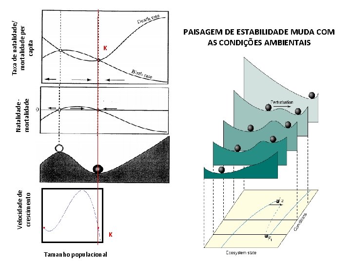 Velocidade de crescimento Natalidade mortalidade Taxa de natalidade/ mortalidade per capita K Tamanho populacional